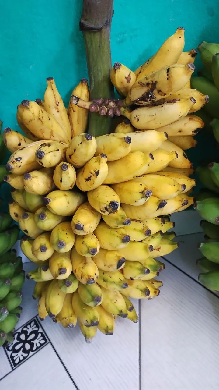 VENDO TRES CACHOS DE BANANA R$ 50,00