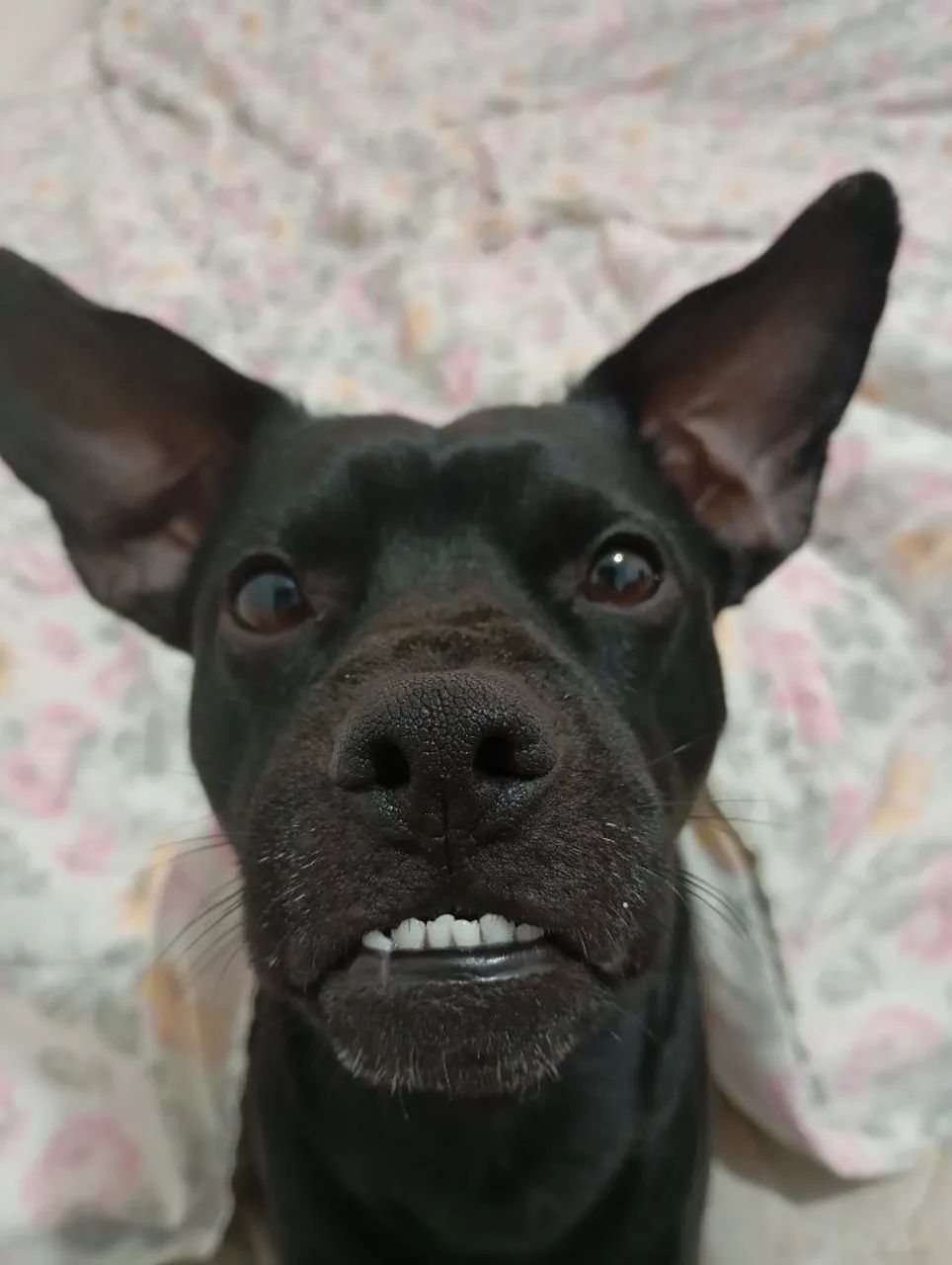 Doação de cachorro