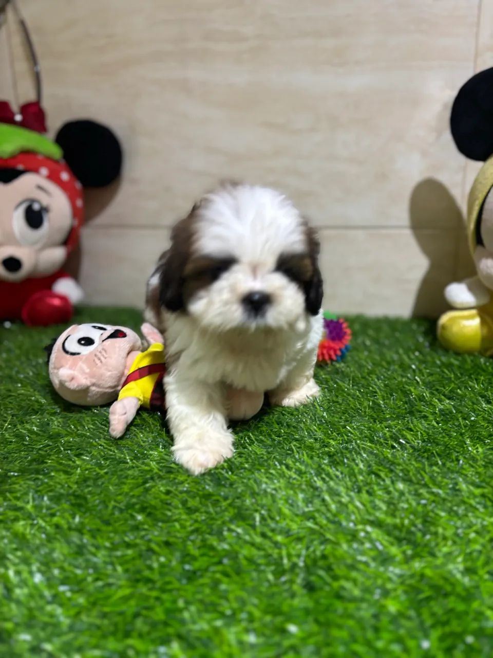 Shihtzu  - Foto 5