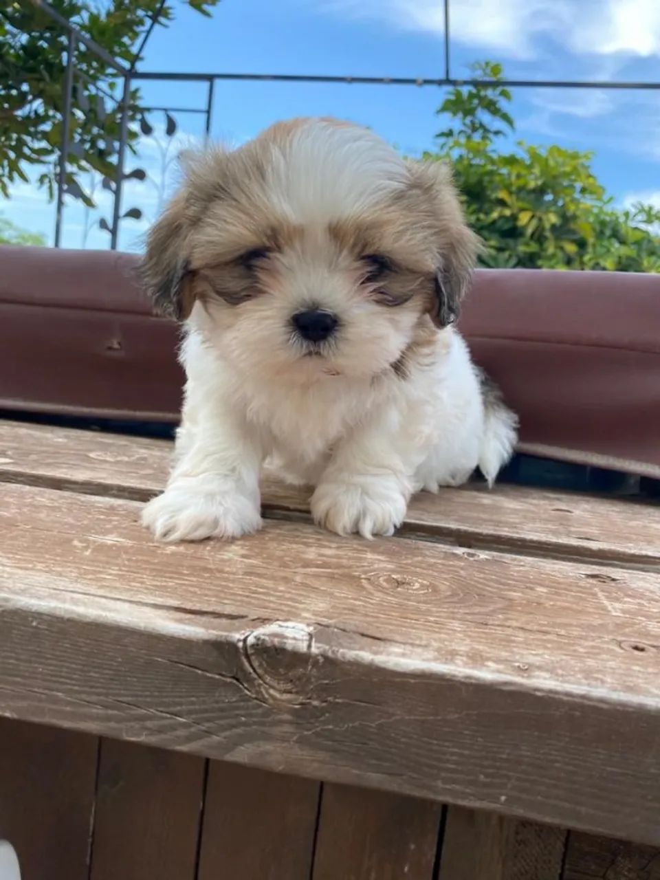 shih tzu mini varias cores