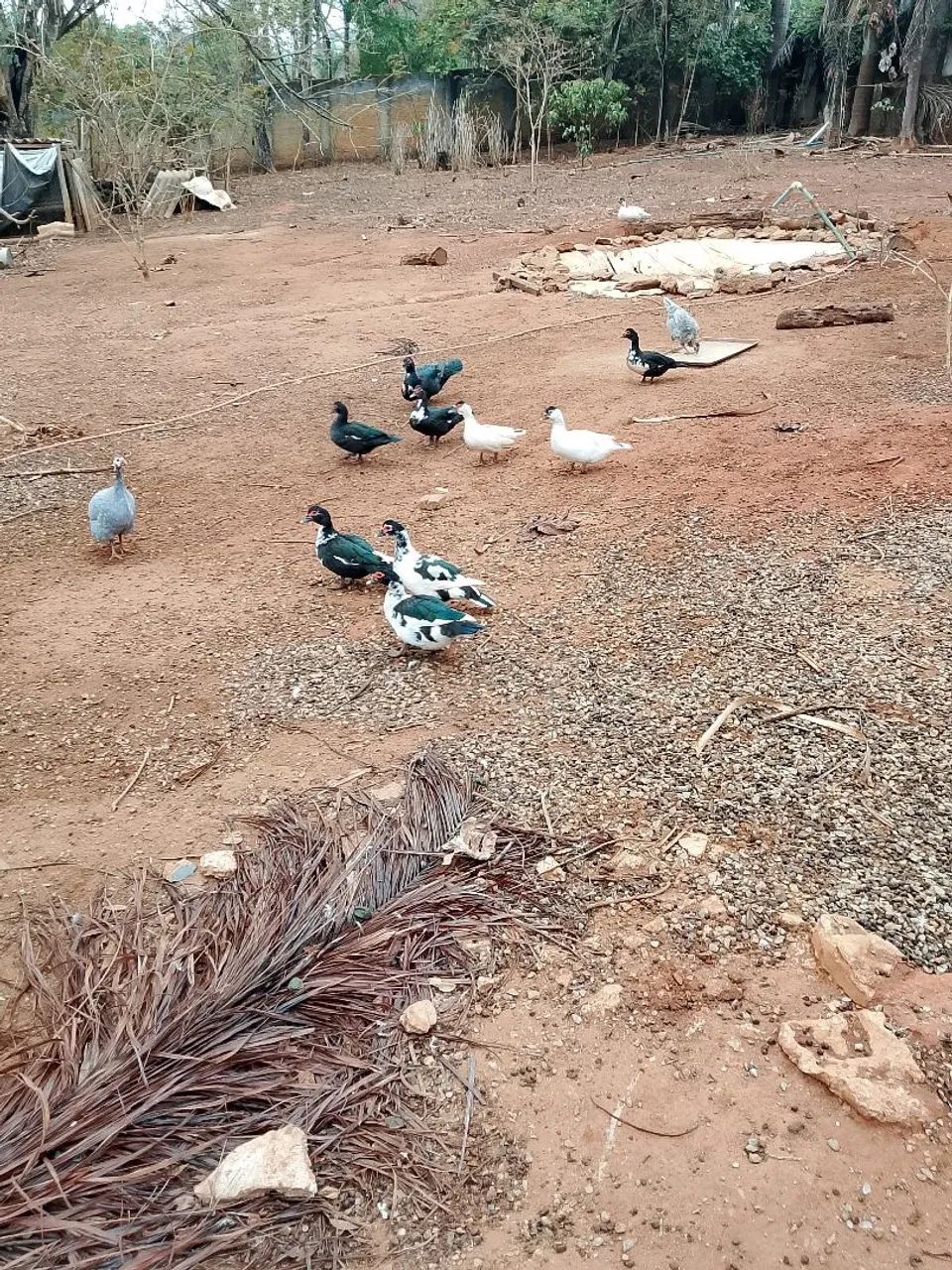 Vendo patos e galinhas. - Foto 4