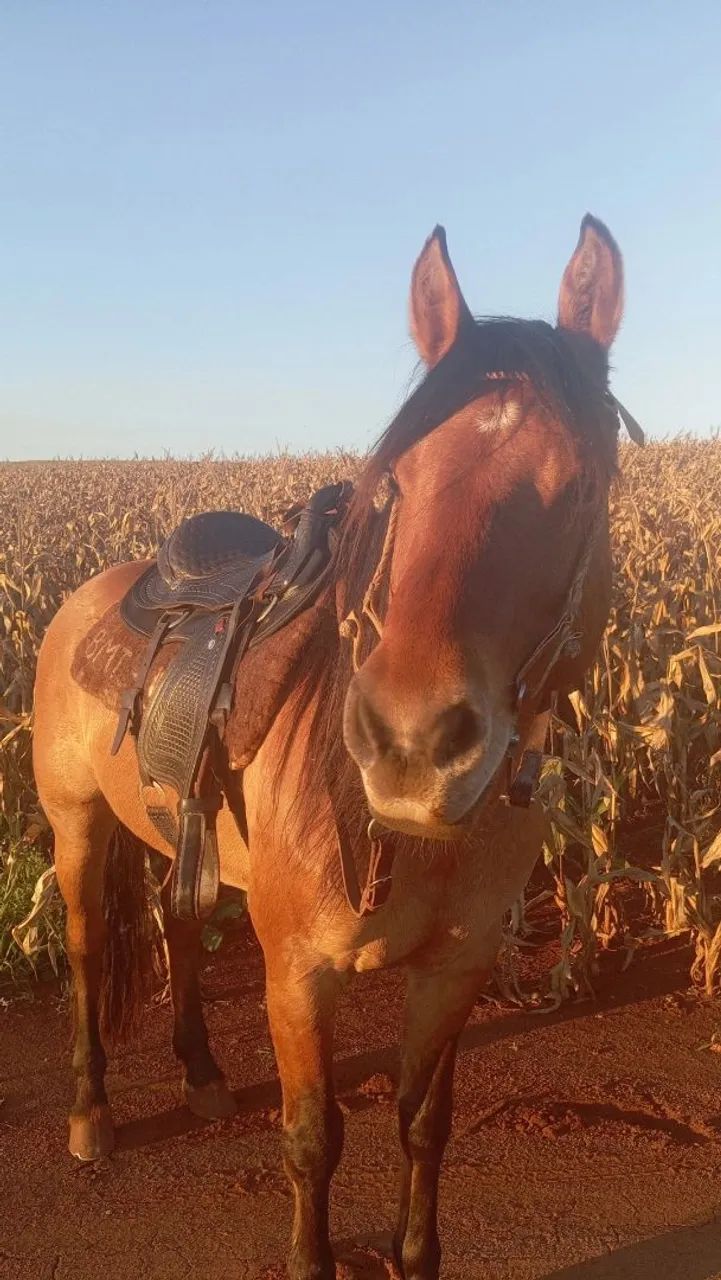 Cavalo crioulo - Foto 4