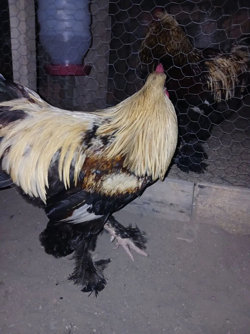Galinhas Brahma