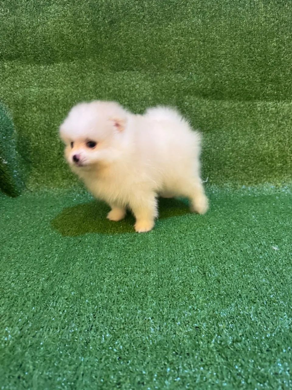 Spitz anão  - Foto 2