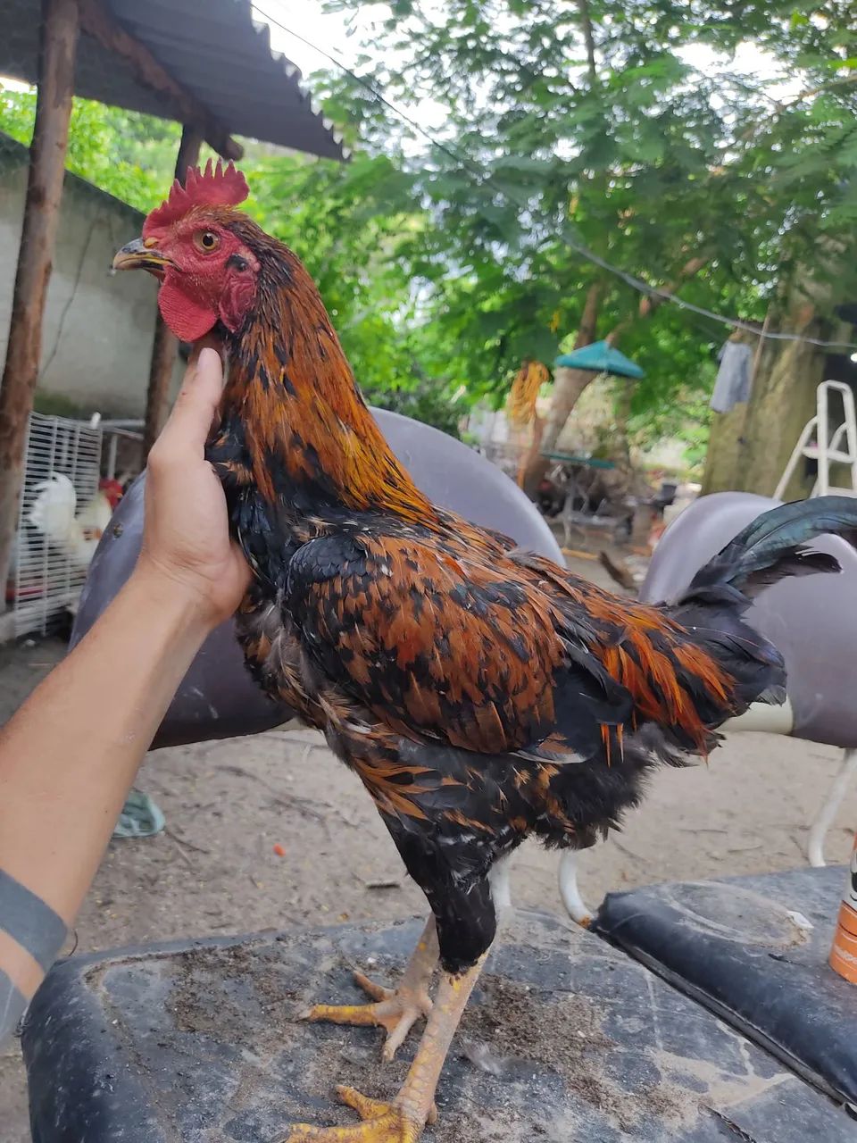 Vendo Frangos Caipira - Foto 4