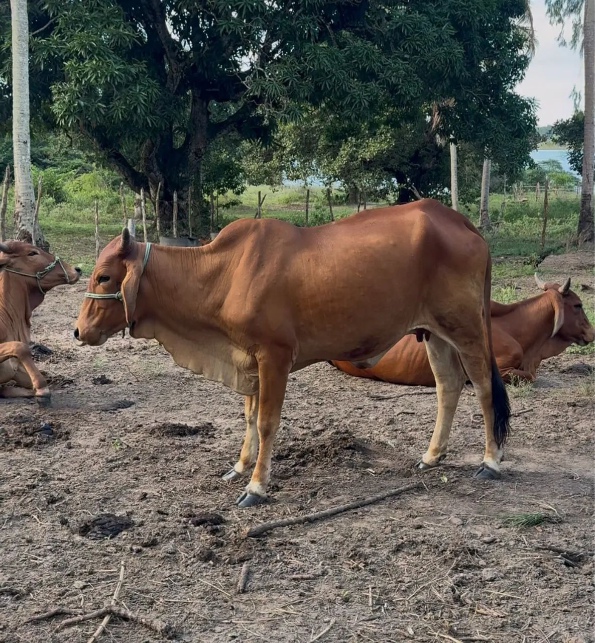 VACA SINDI - Foto 2