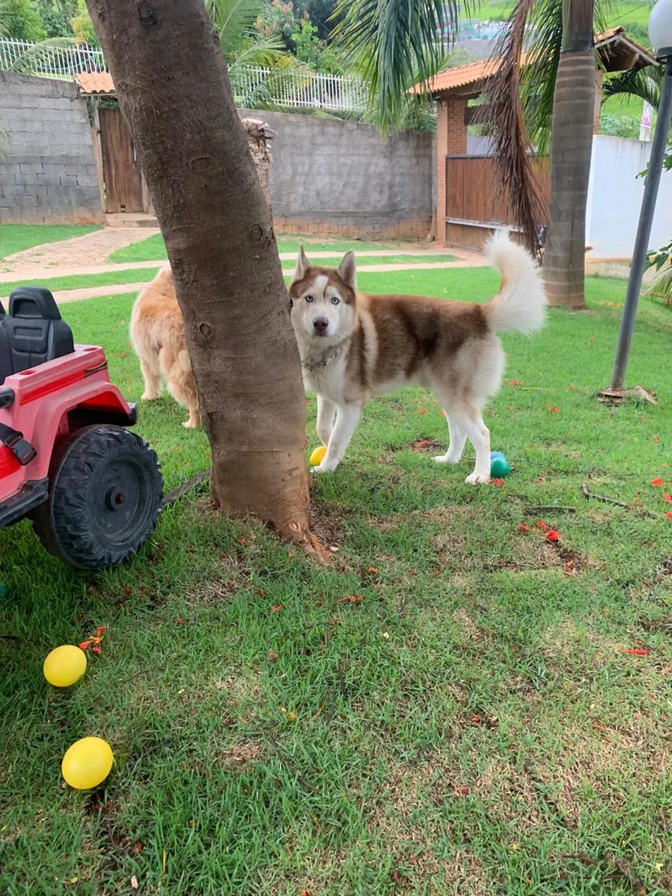 Husky siberiano macho para cruza  - Foto 2