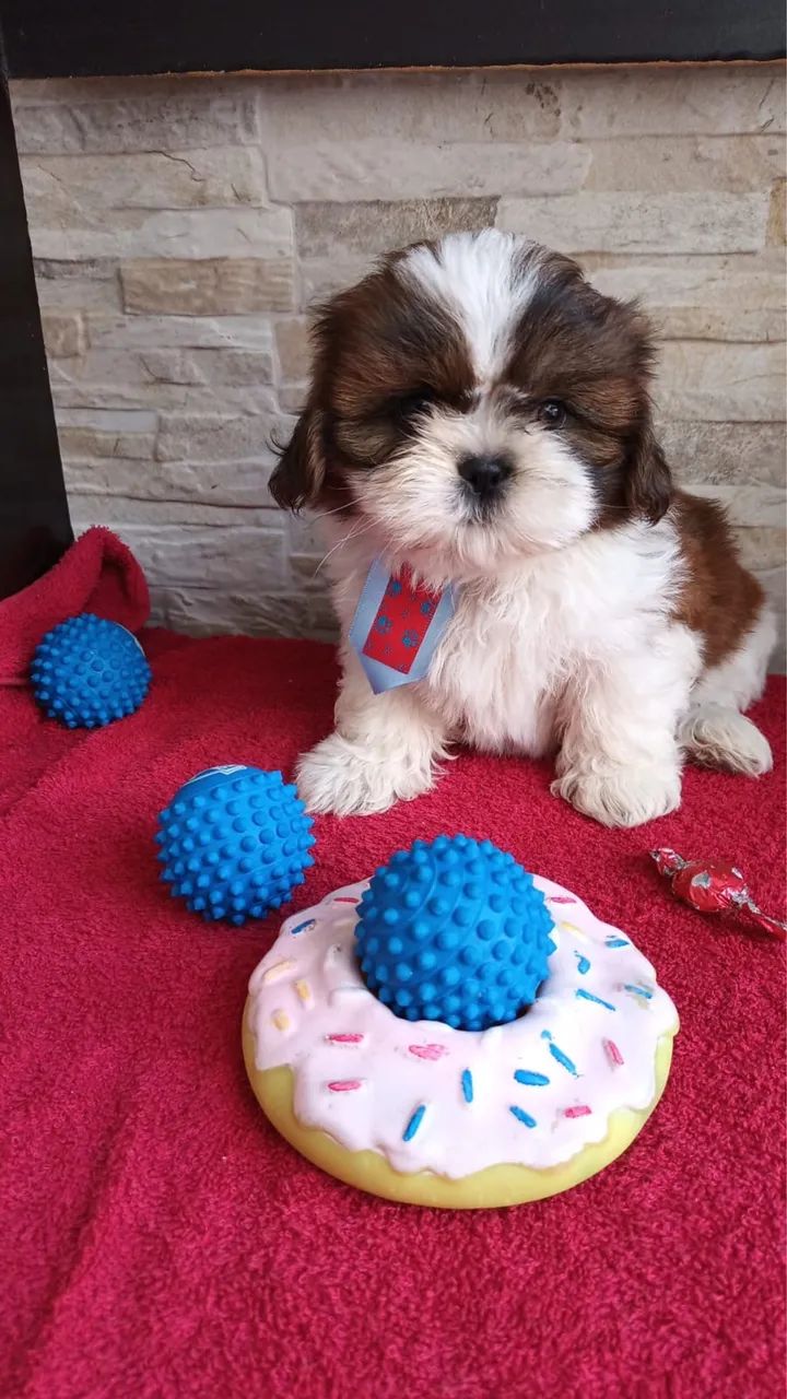 Filhotes de shih tzu @ - Foto 2