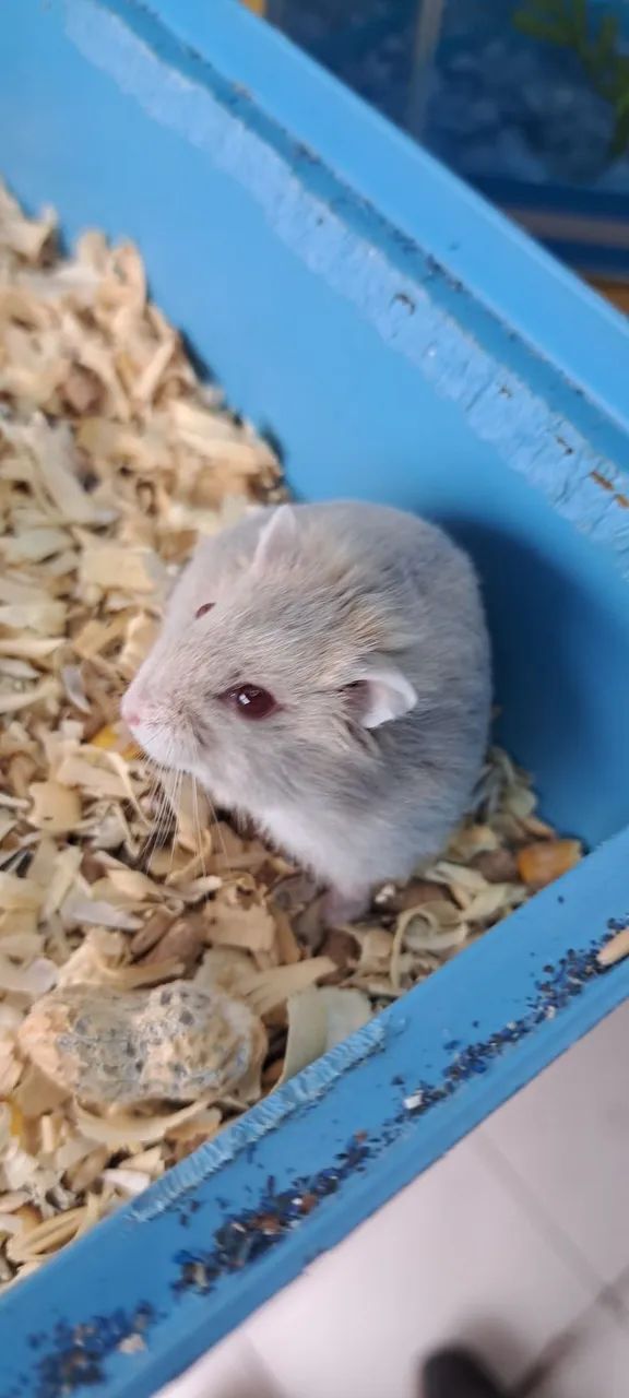 Hamster Anão Russo  - Foto 2