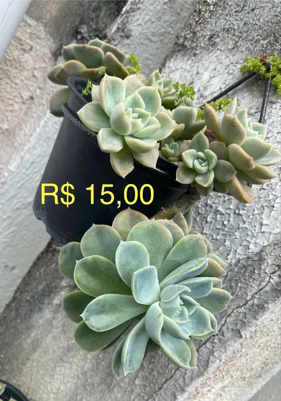 Suculentas e pendentes  - Foto 3