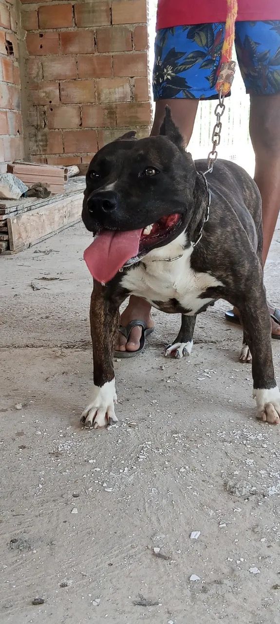 Filhotes American Bully  - Foto 3