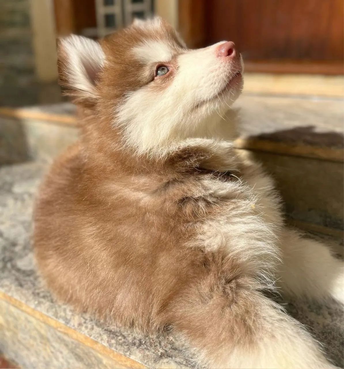 Husky siberiano top