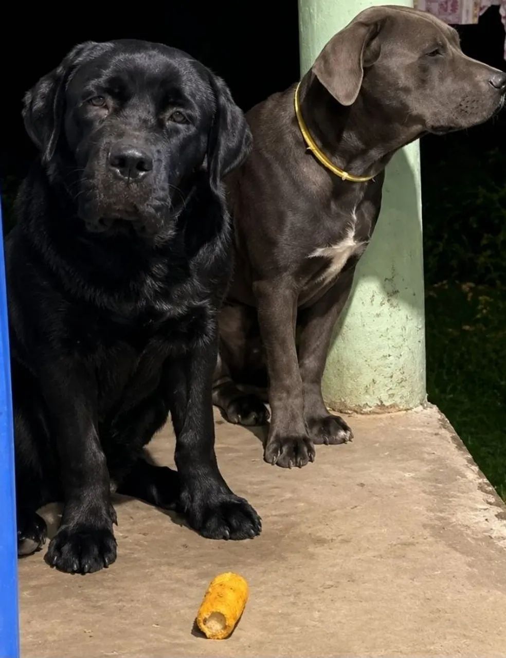 Cane corso italiano  - Foto 3