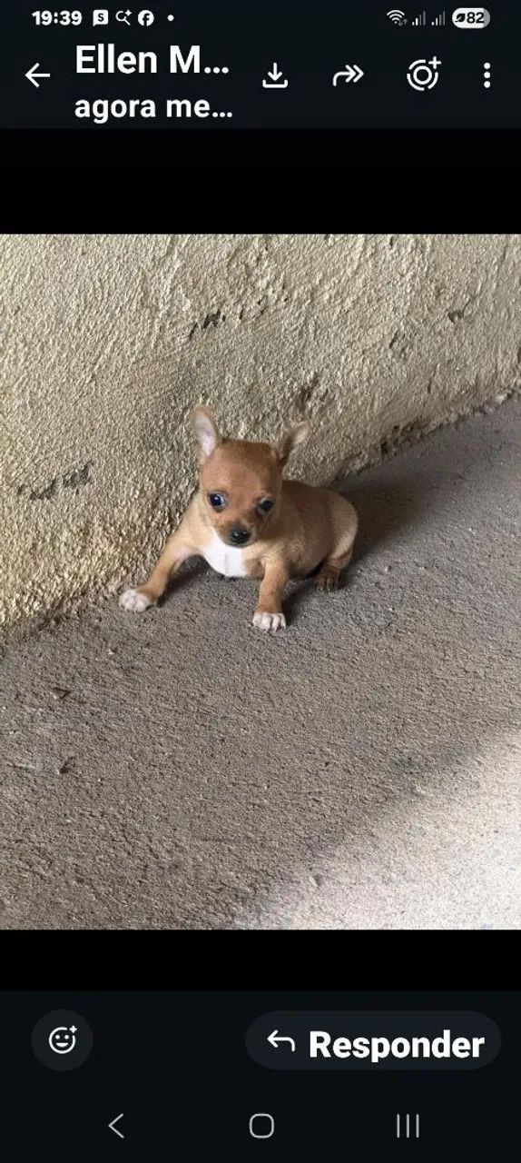 Pinscher zero  - Foto 2