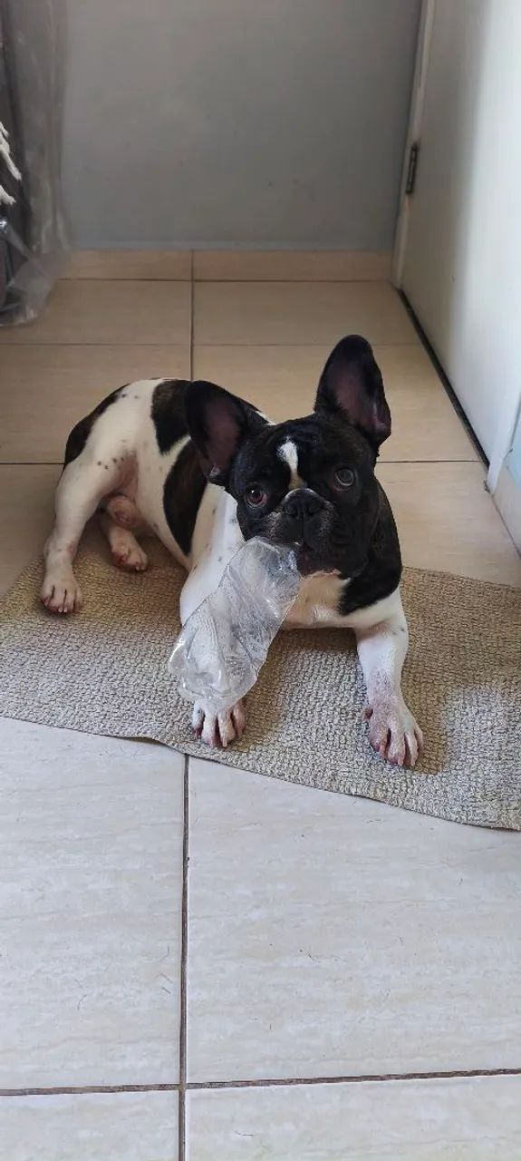 Buldogues Francês Macho 1 ano - Foto 3