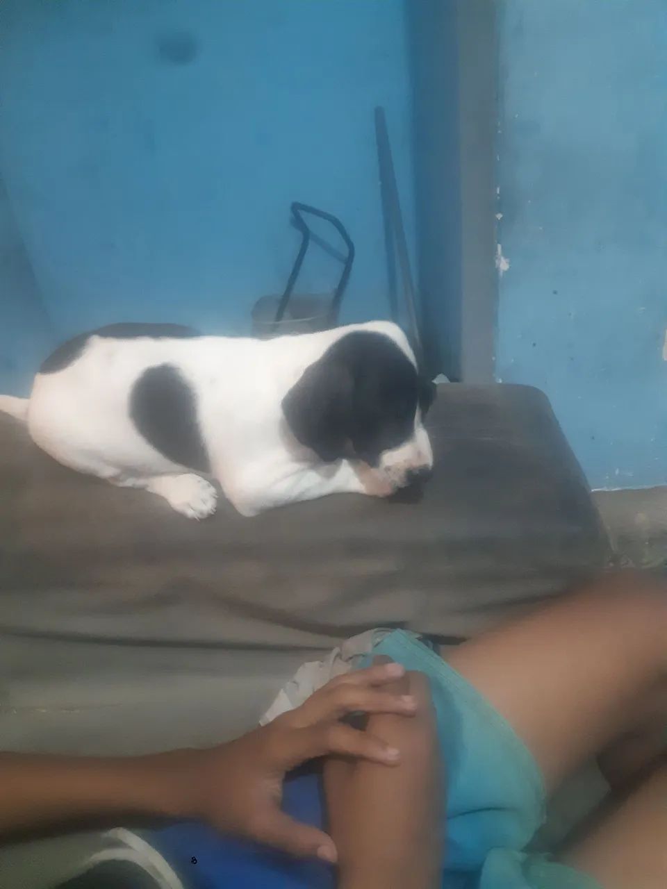 Cachorro  - Foto 3