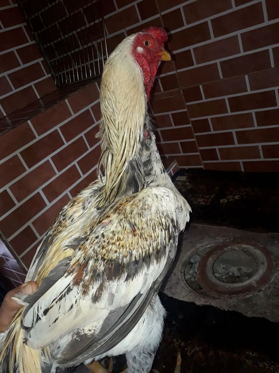 Vendo galo indio  - Foto 3
