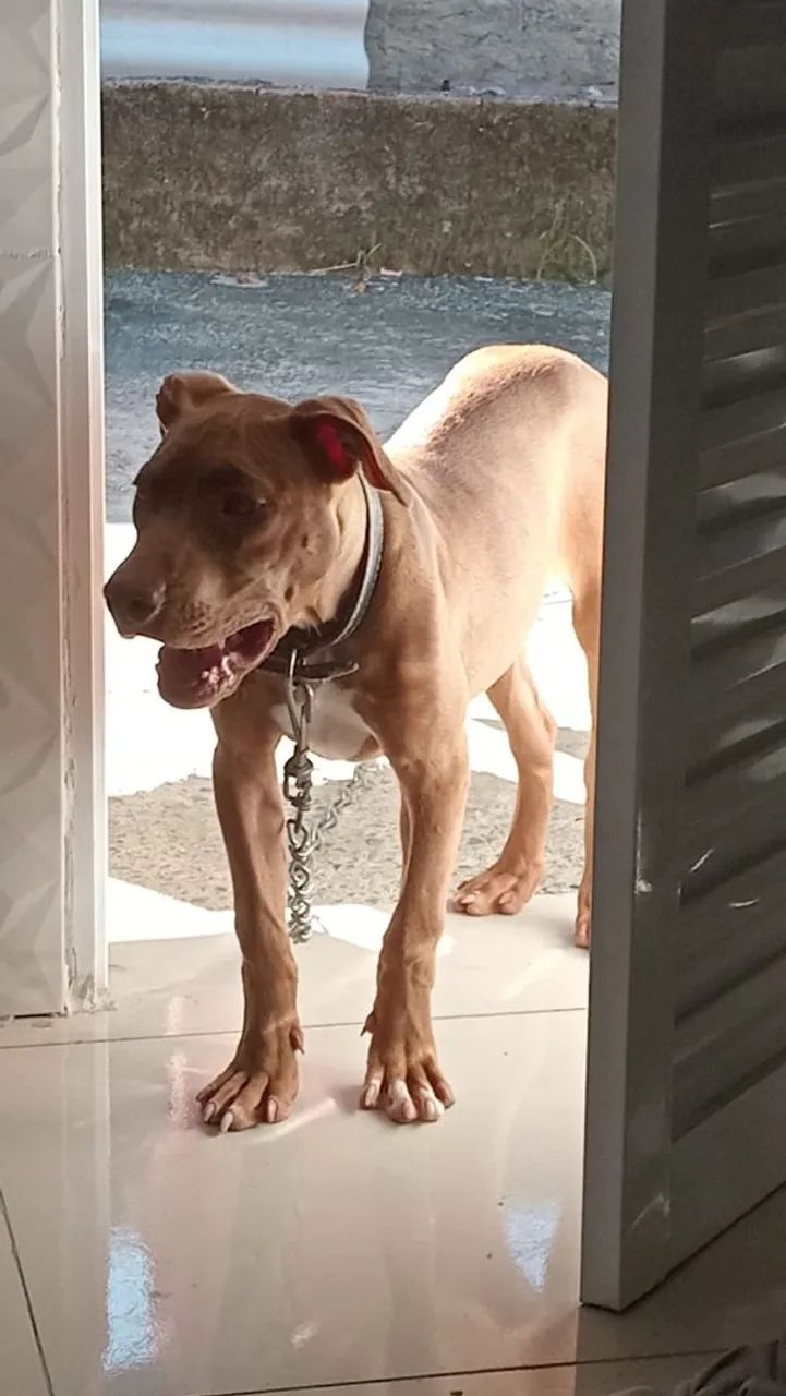Cadela pitbull pitmonster 6 meses  - Foto 2