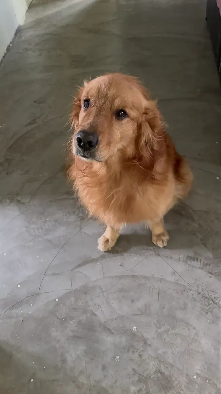 GOLDEN MACHO