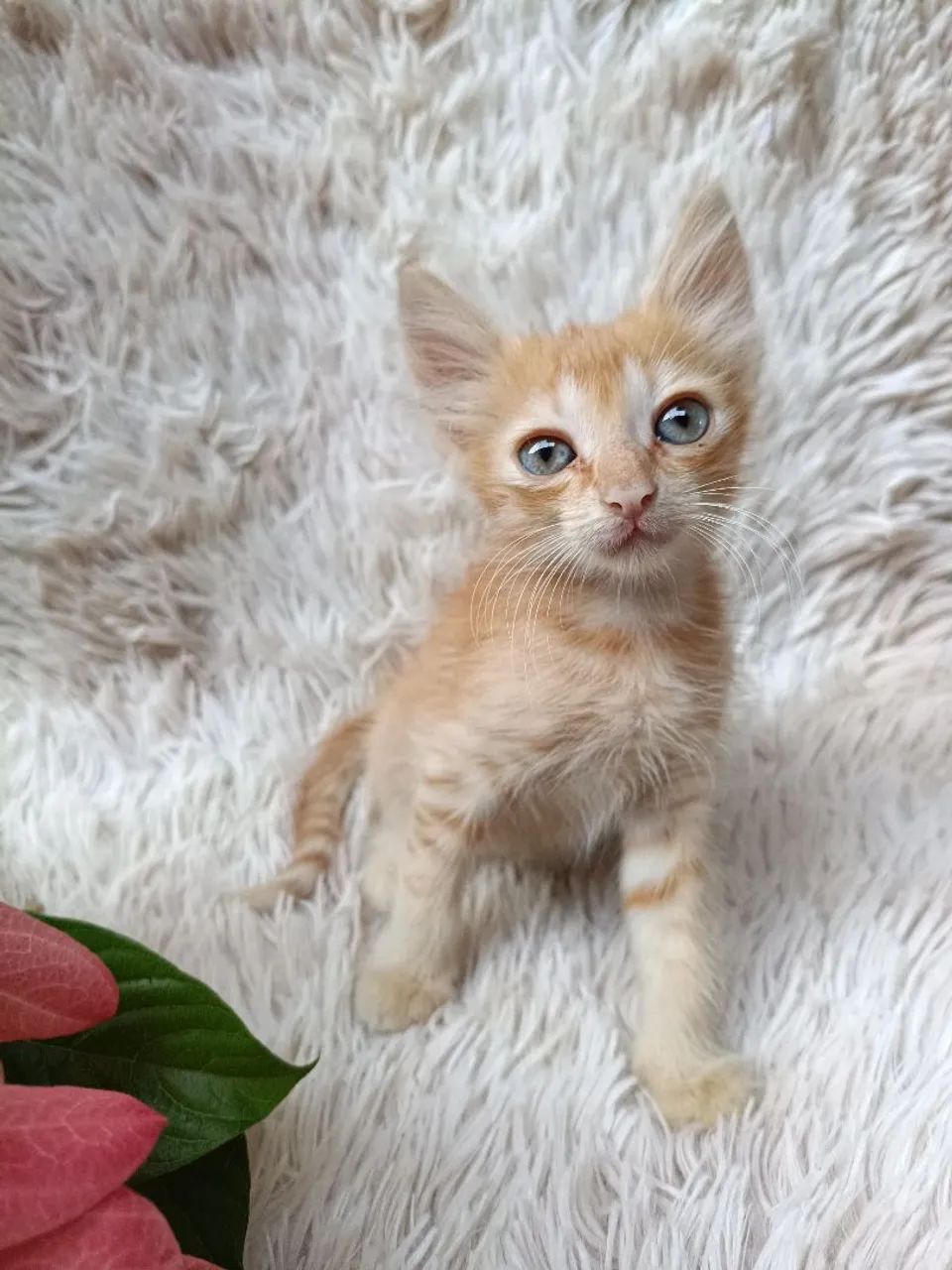Adoção de Gatinho Latanja