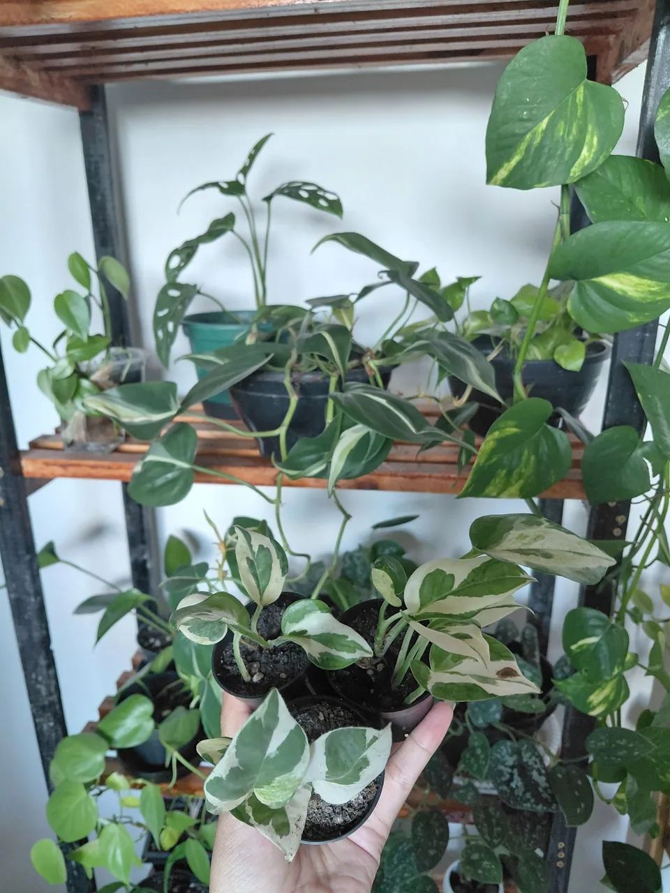 Plantas