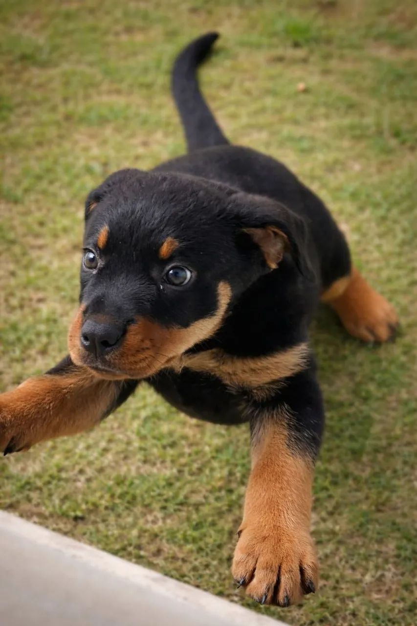 Rottweiler Filhotes 30 anos de tradição na raça  - Foto 4