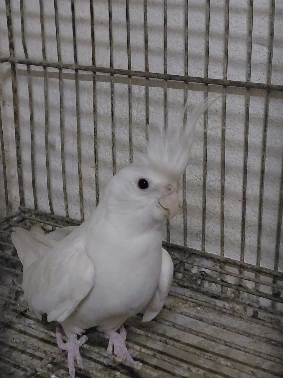 Bebedouro