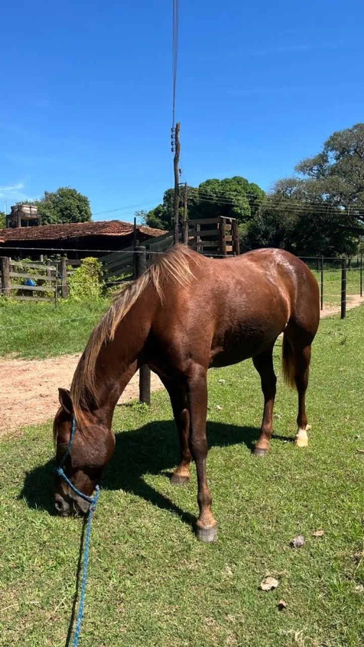 Égua QM  - Foto 3