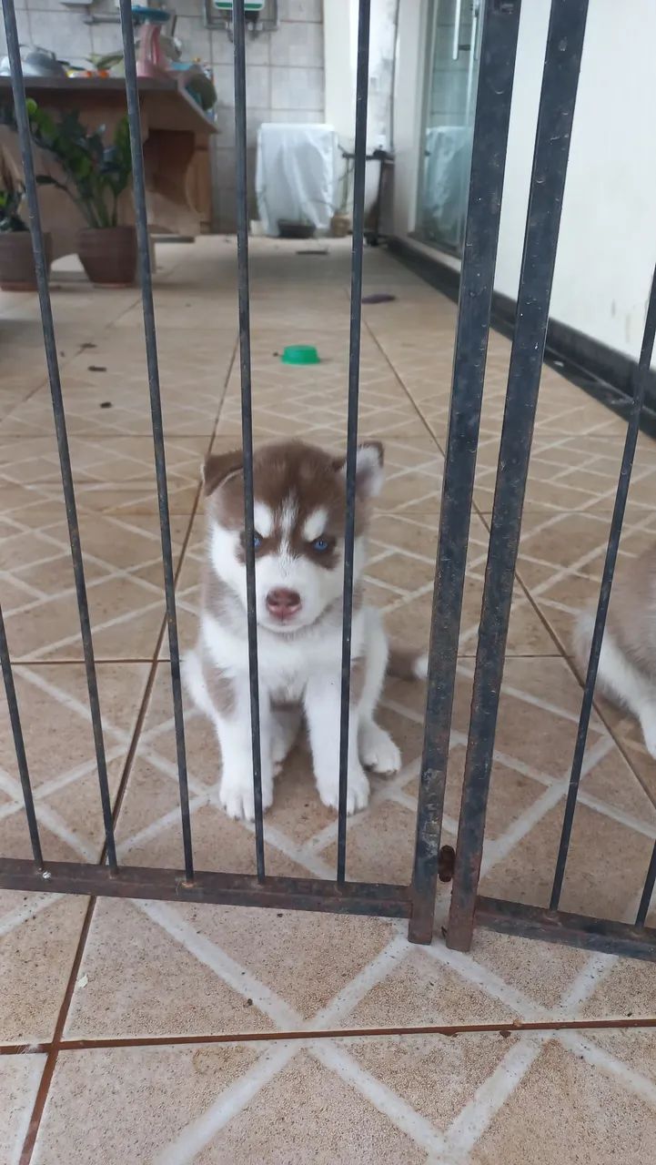 Filhotes de husky Siberiano - Foto 2