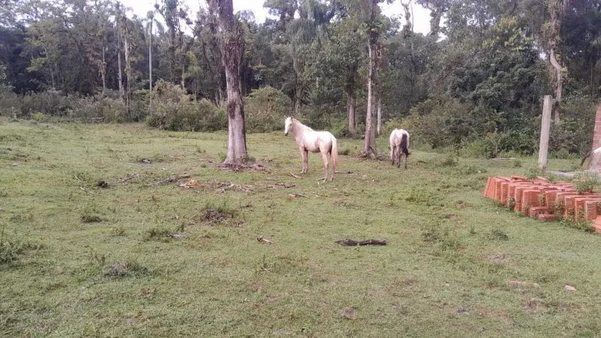 Cavalo  - 2