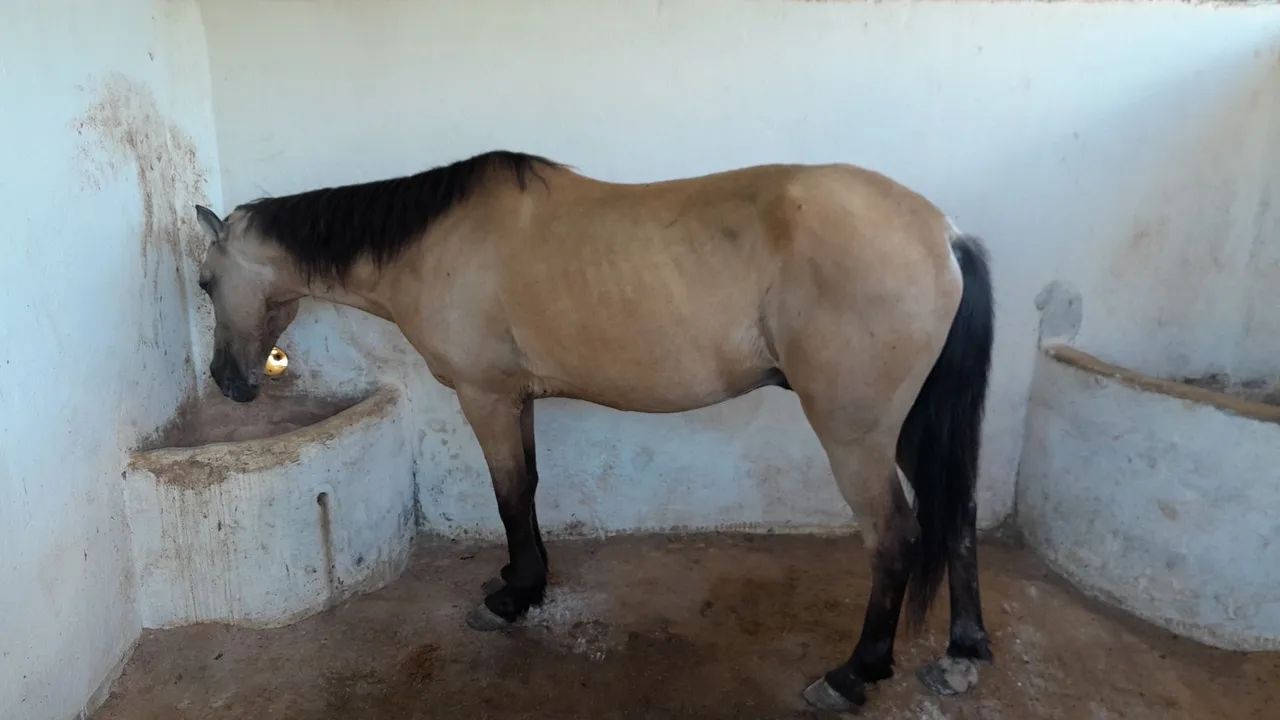 Cavalo mestico de manga larga com quarto de milha - Foto 6