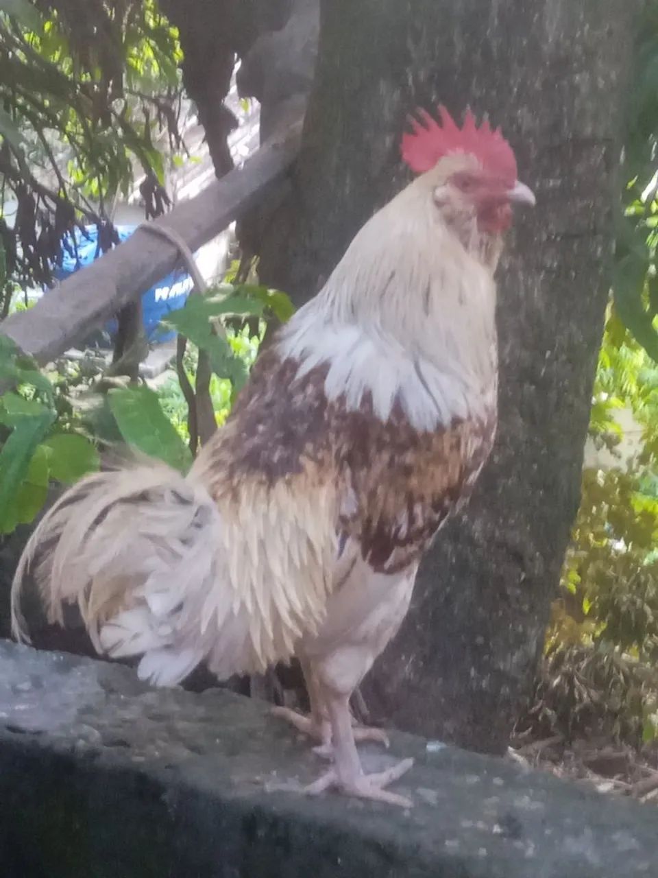 Galo genética ovo azul 