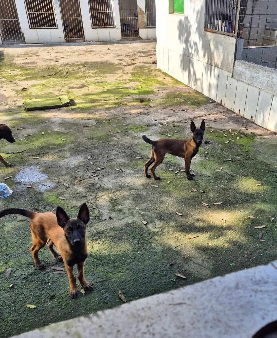 PASTOR Belga de Malinois - Foto 3