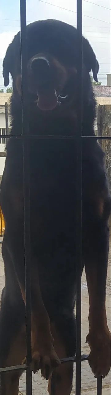 Rottweiler 