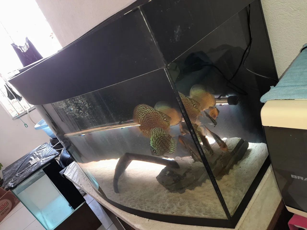 Aquário completo - Foto 6