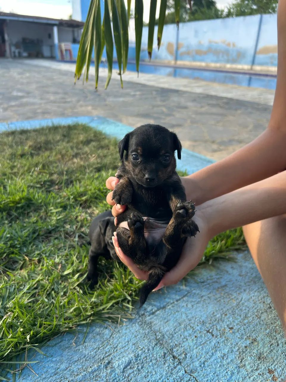 Ração para Pinscher  - Foto 4