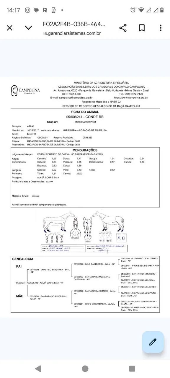 Cavalo campolina 8 anos registrado - Foto 4