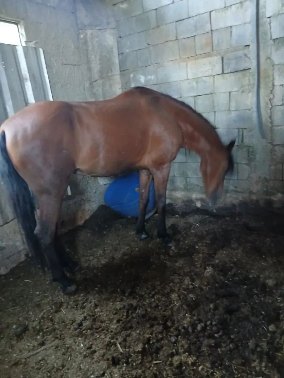 Cavalo marcha picada - Foto 2
