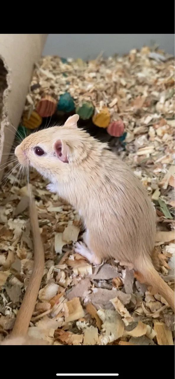 Filhotes de Gerbil ( Esquilo da Mongólia )  - Foto 2