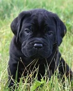 Cane Corso Machos e Femeas