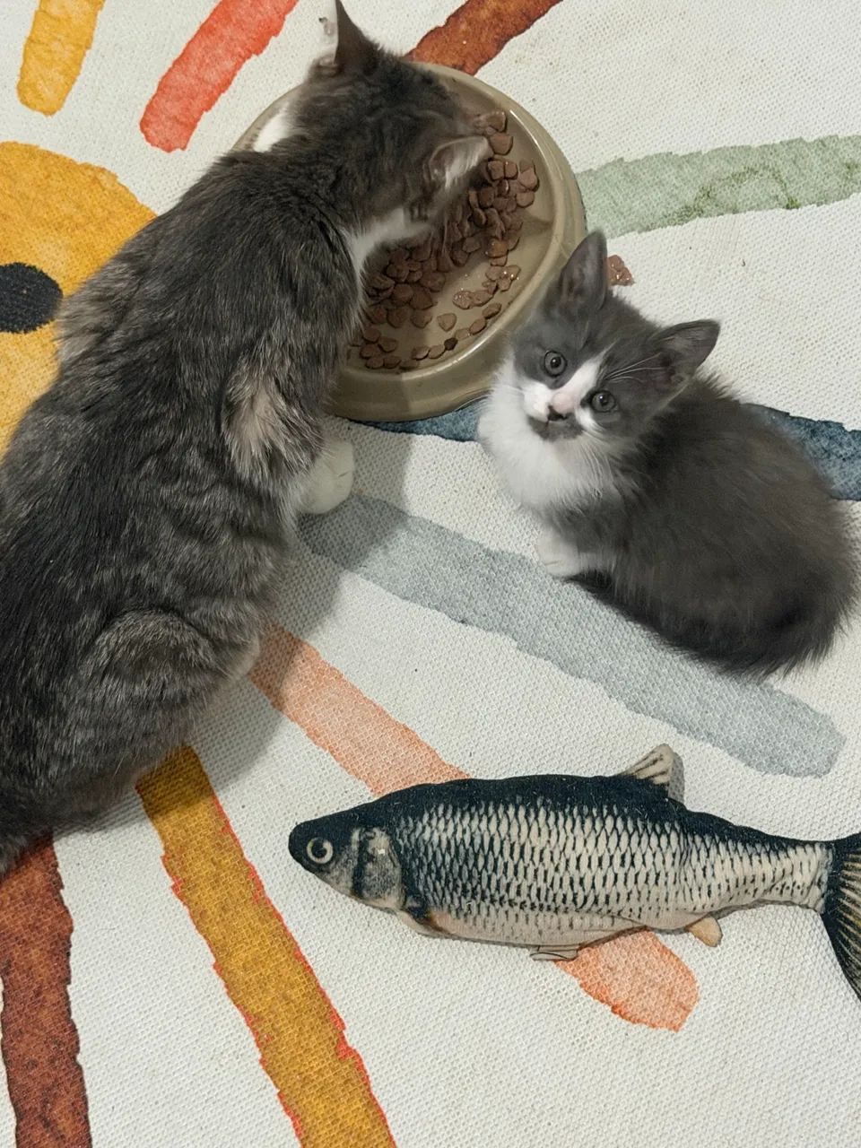 Doa-se Filhote de Gato Fêmea: - Foto 4