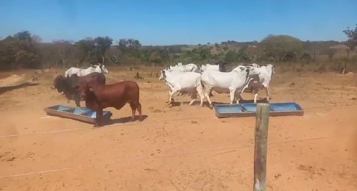 VACA PARIDA  - Foto 3