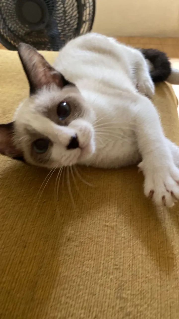 Filhote para adoção  - Foto 4