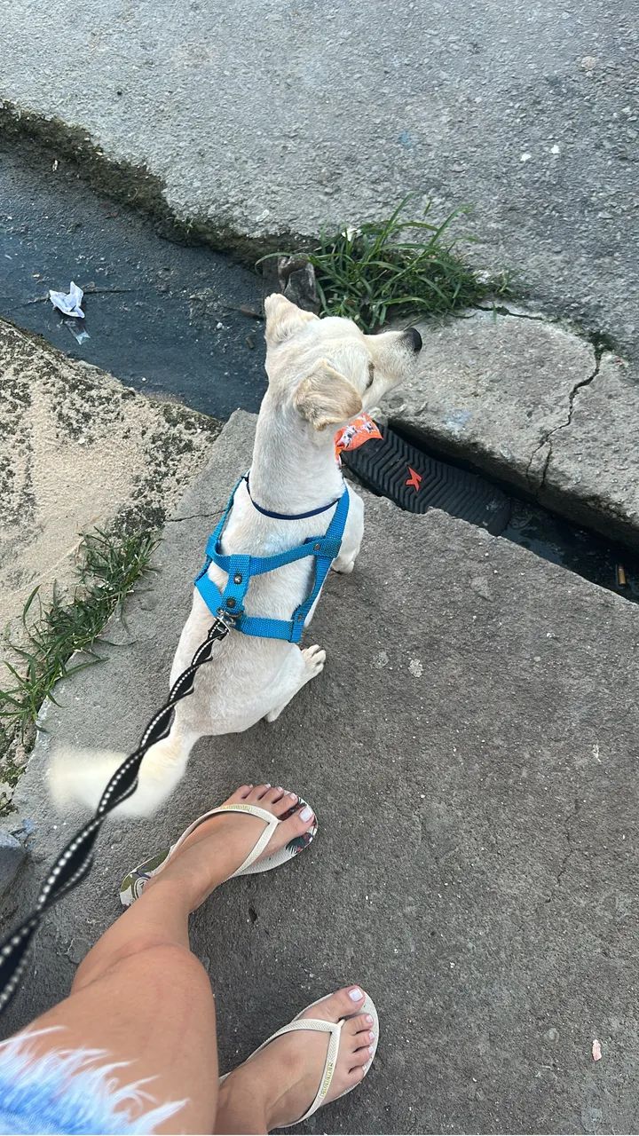 Doação de cachorro  - Foto 3