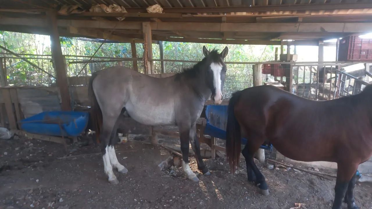 Vende- se ou troco por gado egua pikira e potro criolo 