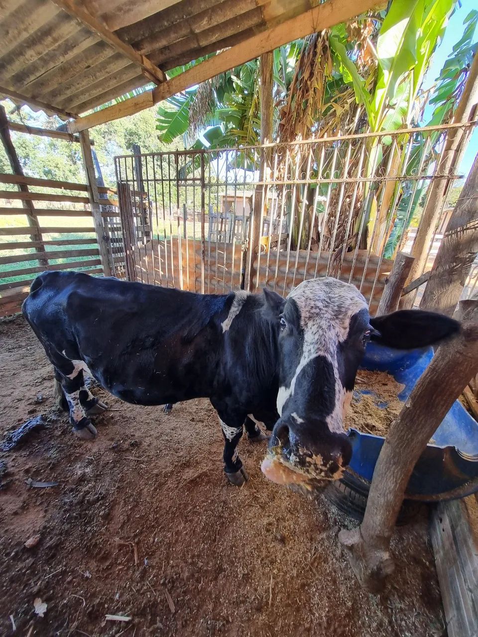 Mine vaca  - Foto 2
