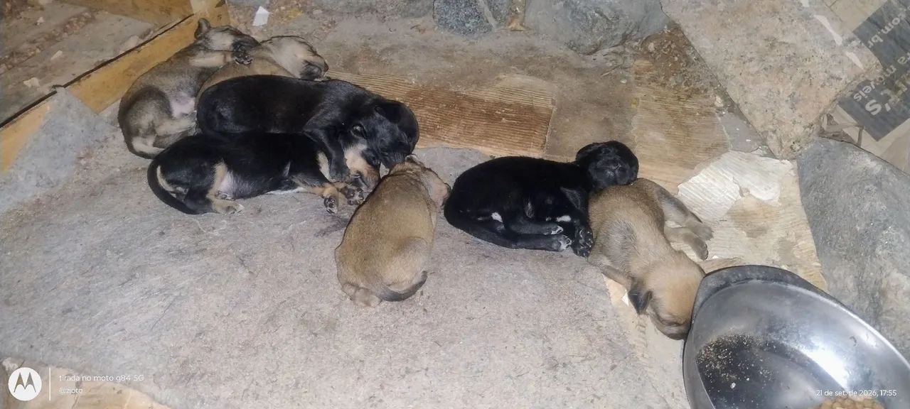 Cachorro srd - Foto 3