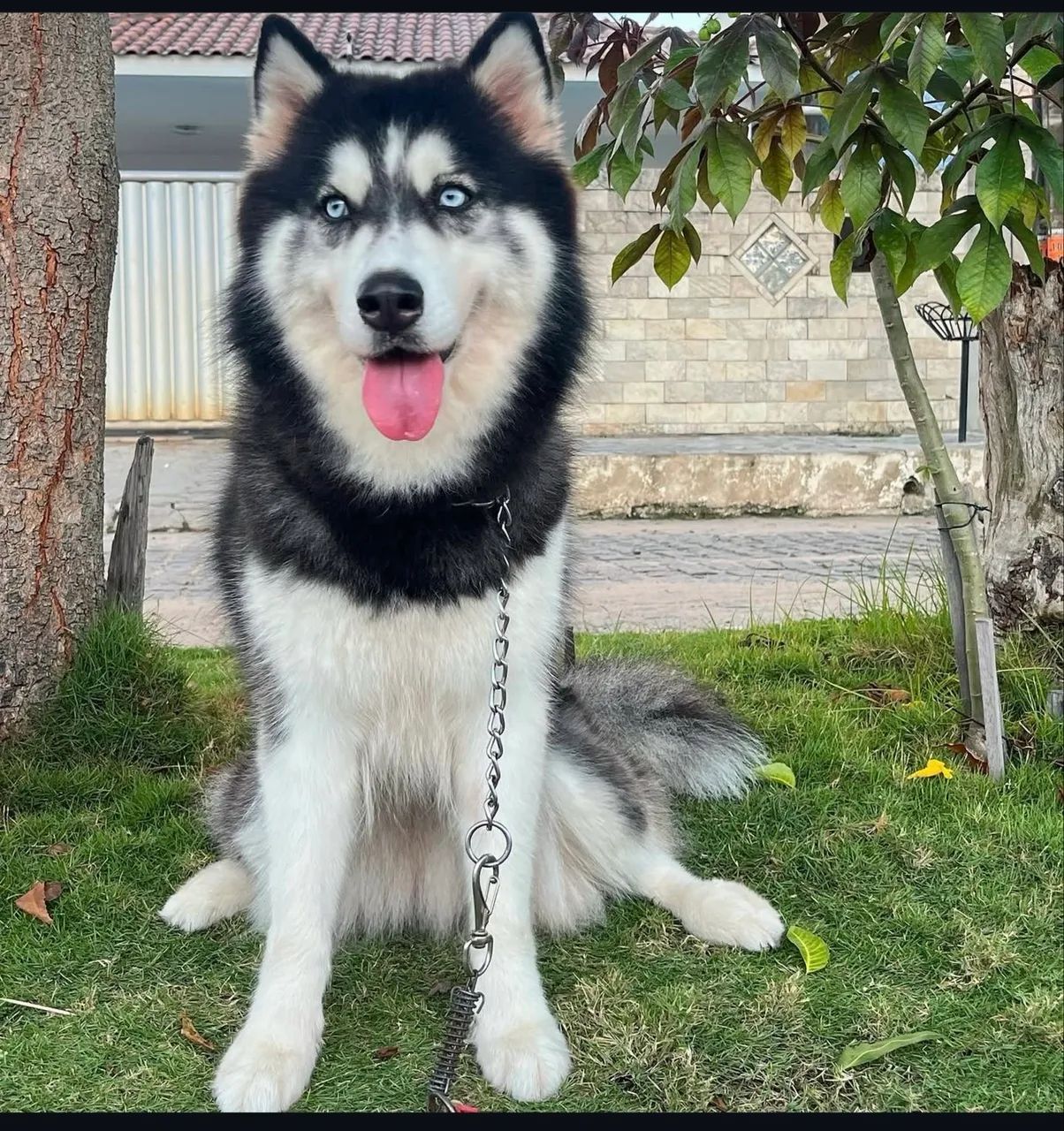 Husky - Foto 2