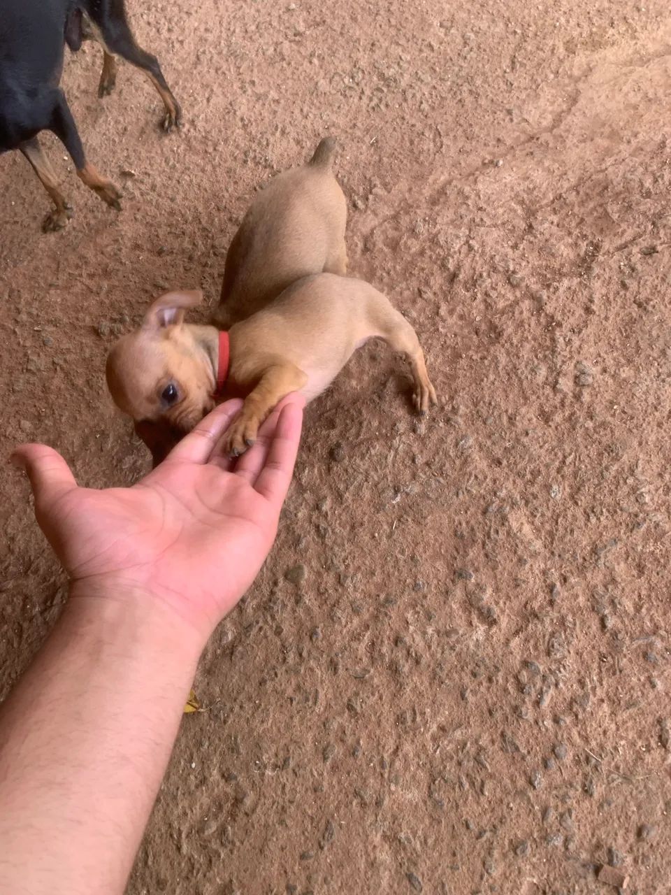 Pinscher - Foto 4