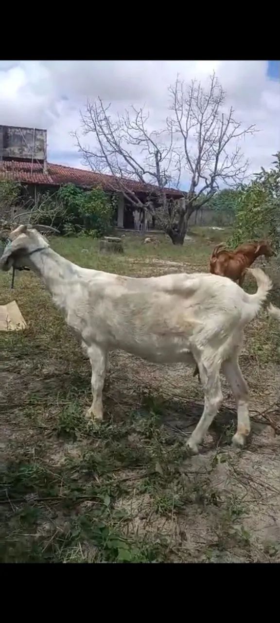 Cabra